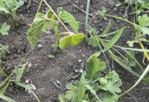 「オクラこわい」畑に5本植えたオクラ、その後、衝撃の姿に「よくわかりますｗ」「うらやましい！」