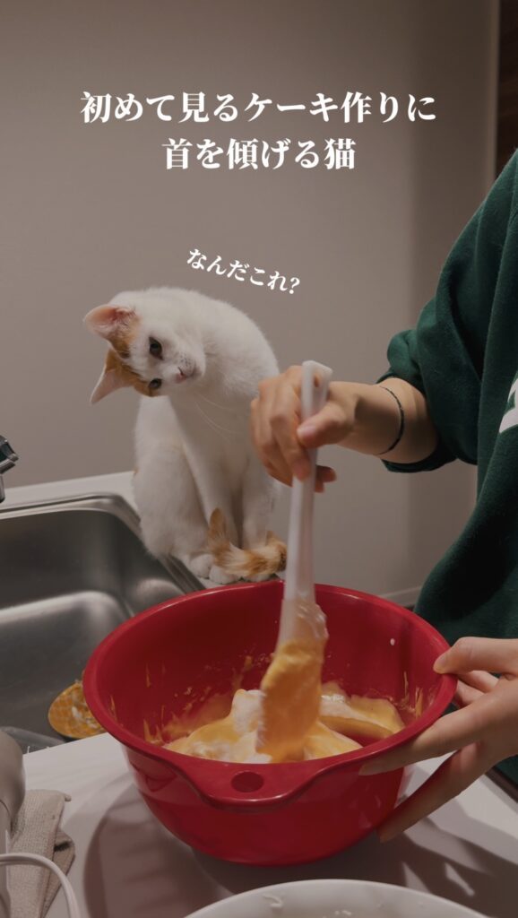 見守る様子①（＠gohan_to_neko24さんより提供）