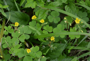 しつこく庭に生えてくる「カタバミ」　生えなくする方法に「知らなかったです」「こうするんですね！」