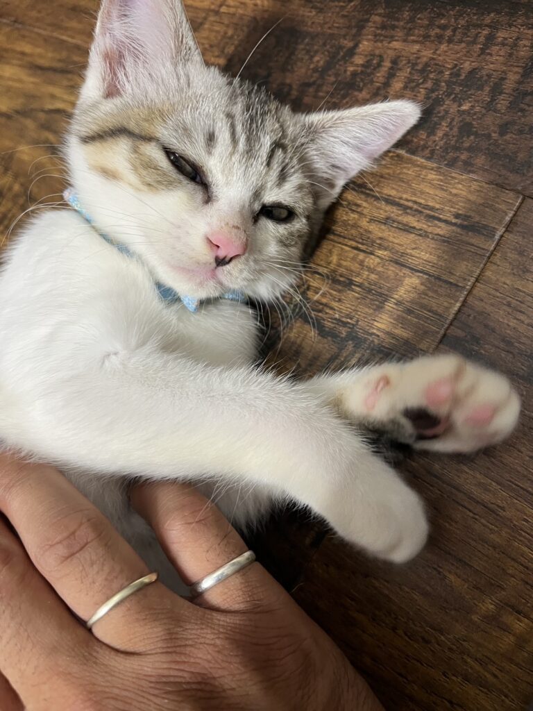 保護した子猫⑰（＠total_car_shop_yuさんより提供）