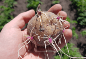 “芽が出てしまったじゃがいも”を植えてみたら…→約3ヶ月後、驚きの光景に「捨てるのやめたｗｗ」「育ててみたいです！」