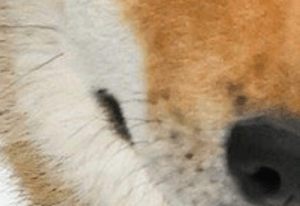 散歩していると“必ず二度見される”柴犬。その珍しい“まさかの姿”に…「エレガント」「スーパーモデル級です」「シュッとしてる」