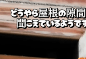 屋根裏から聞こえる「ナニカの鳴き声」に違和感。確かめてみると…→まさかの光景に「奇跡の出逢い」「涙を堪えられなかった」「えええ」「衝撃」