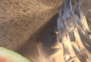 7月中旬頃から自宅で育てたスイカ。収穫して切ってみると…→「え？！なんで？」予想外の光景に「そんなことあるんですね」「初めて見た」「何か物足りない気がする…」
