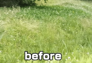 ボーボー生い茂る雑草。目からウロコの方法で草刈りしたら→2ヶ月後の衝撃の光景に211万回再生「知恵と工夫がすごい」「女性でもできる！」「見栄えも良い！」