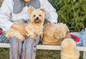 飼い主「年間10,000円で借りています」→犬猫12匹のために用意したのは…「なんて素晴らしい世界」「羨ましい環境」