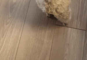 愛犬に「お墓参りに行く」と伝えたら……「信じられん」飼い主が二度見した”光景”に「言葉分かってますね」「すご」
