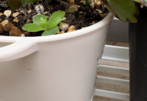 観葉植物の鉢の底に違和感…→よく見ると……まさかの光景に「ラッキー！！！」「良いことありますよ」「なにこれ！！」「初めて見ました」