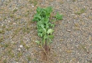 『注意して』非常に強健な植物→危険な植え方をしてしまった光景に「笑うしかない」「うちもやばいことになった」