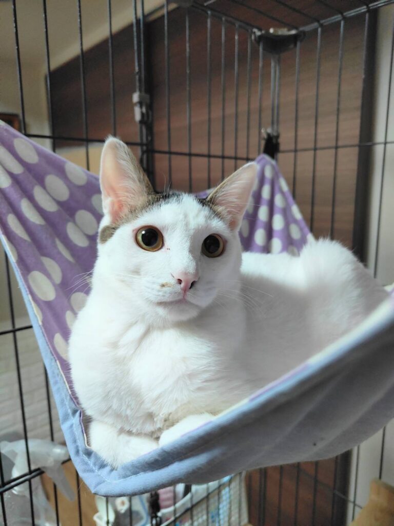 おとんくんの子ども②（＠yuki_animalsさんより提供）