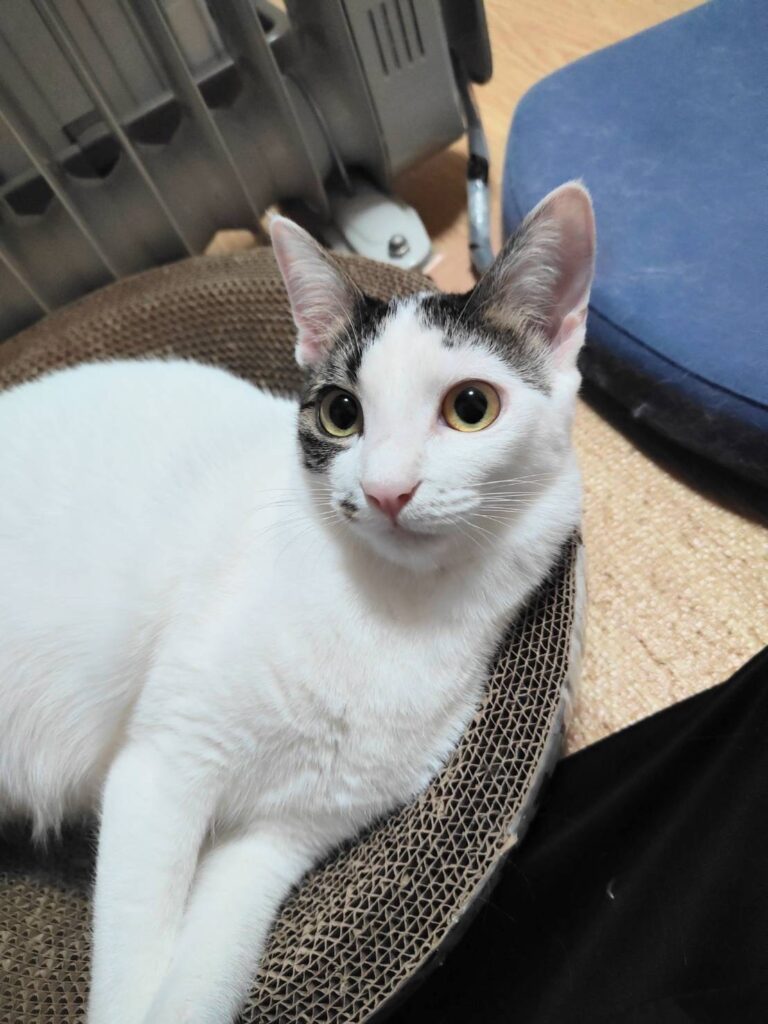 おとんくんの子ども①（＠yuki_animalsさんより提供）