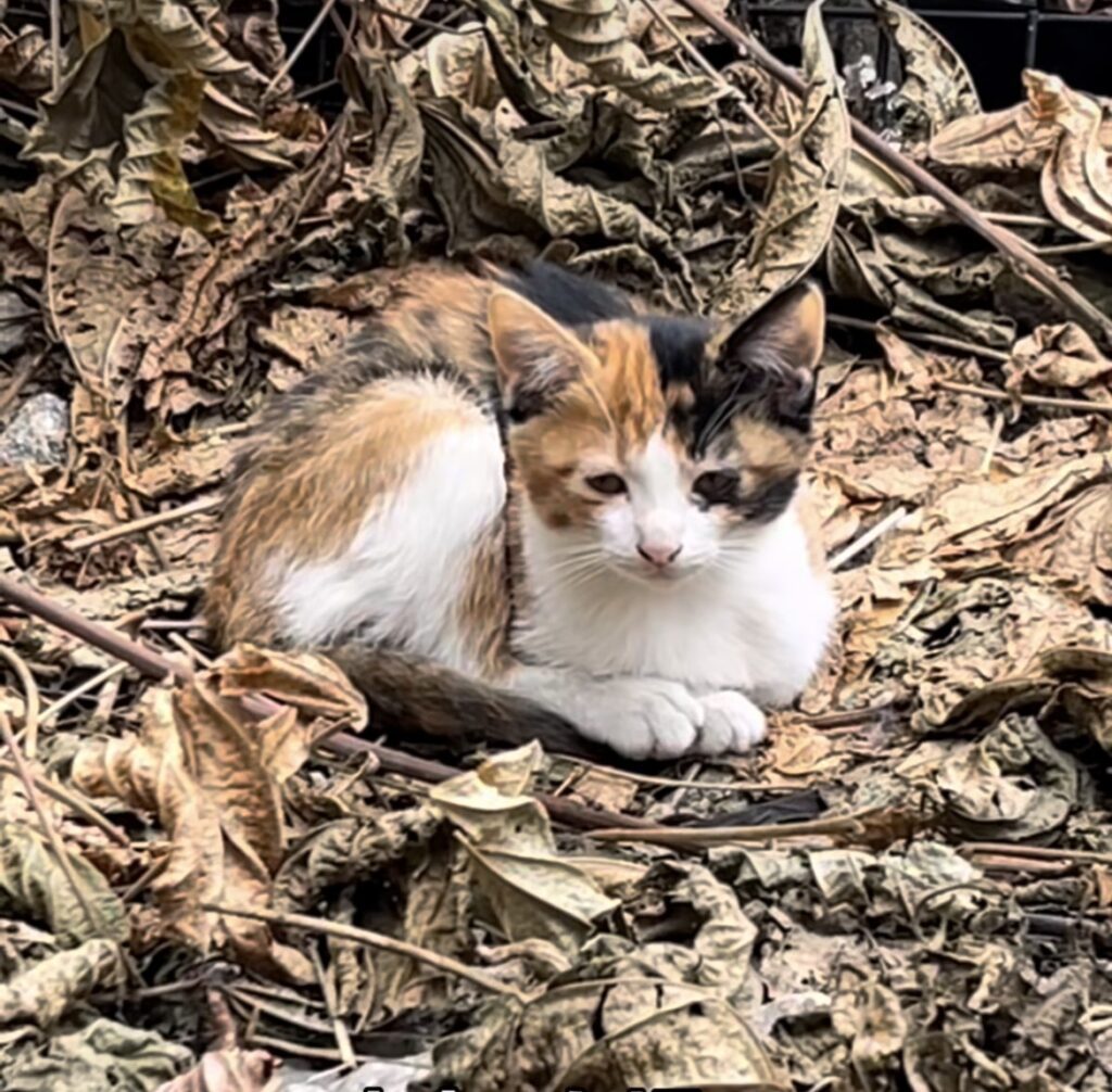 【実際の写真】現在の様子