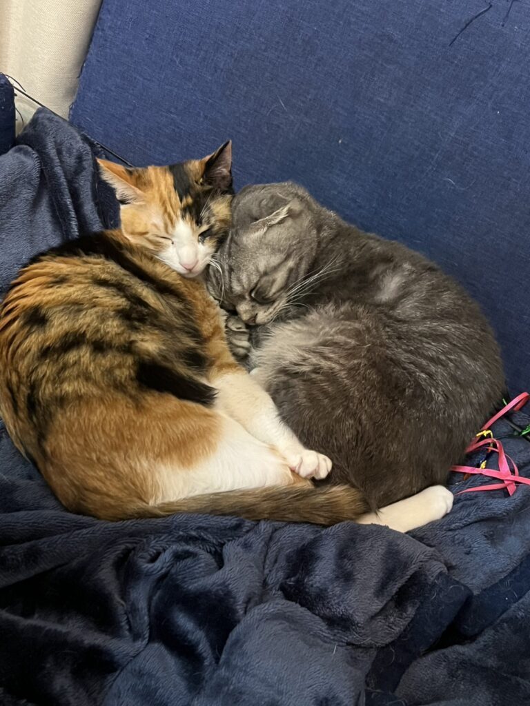 保護されてからの様子⑪（＠t.h.u.s.h.13さんより提供）