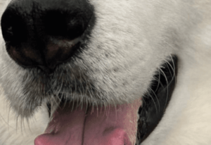 散歩中…「大きくて大人しい柴犬ね」と言われた犬→しかしよく見ると…まさかの正体に「んな訳あるかい」「驚きです」「なかなか珍しい毛色」