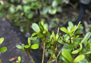庭で草抜き中…目の前の植木に違和感。よく見てみると→まさかの光景に…「一瞬目を疑いました」「カッコ良すぎる！」