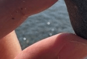 海沿いを散歩中…発見した石に違和感。「何これ？」よく見てみると→“まさかの正体”に522万表示「貴重すぎる」「野生の勾玉」「綺麗過ぎます」