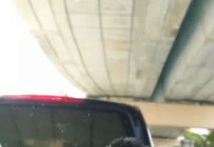 車で移動中→信号待ちで窓に違和感……”衝撃の光景”に「完全に懐いてますね」「すごいアングル」