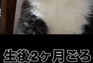 散歩中…「何犬ですか？」とよく聞かれる愛犬。その珍しい“まさかの姿”に…「これはこれでチョー可愛い」「声出して笑っちゃった」「こりゃたまらん」