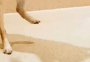ペットホテルまで愛犬のお迎え。到着後、スタッフから渡された写真を見ると…→目を疑う光景に「笑い止まらん」「写真センス神がかってる」