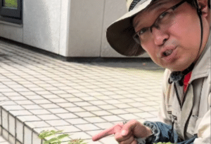 「放置すると絶対後悔します」要注意な植物への対策に…243万再生「これは本当にヤバイ」「見つけたら即除去したい」「早く何とかしなきゃ！」