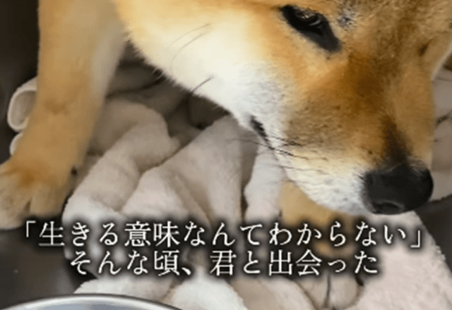 「生きる意味がわからない」うつ病と闘う女性。1匹の保護犬と出会い、7ヶ月後…現在の姿に「良いお顔してる」「泣いちゃう」