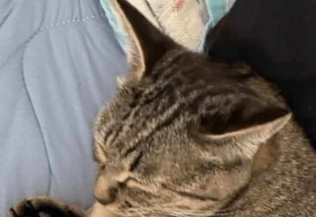 朝起きると、隣に猫を発見。しかしよく見ると…思わず悶絶な光景に「涙が出ました」「幸せな光景」「平和だなぁ」