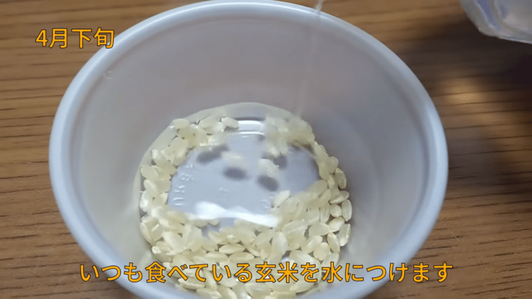 スーパーで買った玄米を育ててみたら…「涙が出ました」「素晴らしいです」「お米のありがたみが分かる」の声