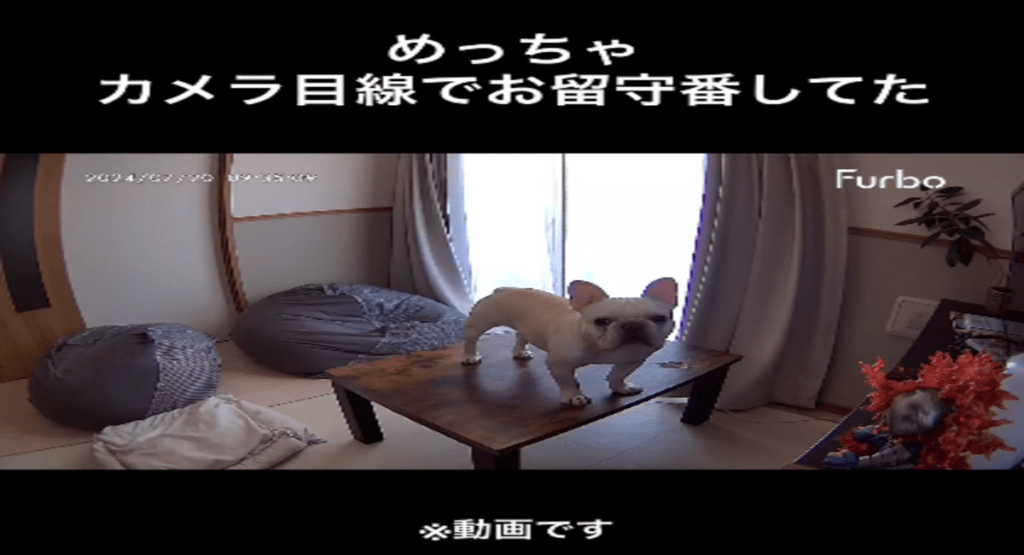 カメラを見続ける犬（@shiro_frenchbullさんより提供） – ほ・とせなNEWS
