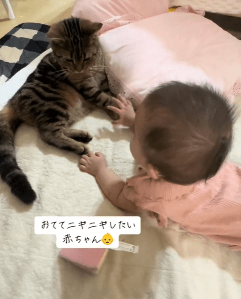 【実際の写真6枚】母が見た光景（@milacat_0419さんより提供）