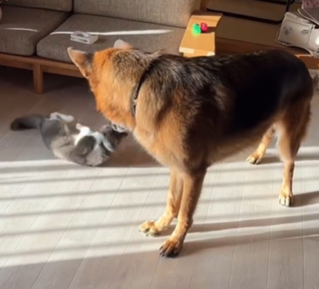 みゃおちゃんが気になるファジーくん（＠second.peace.0707さんより提供）