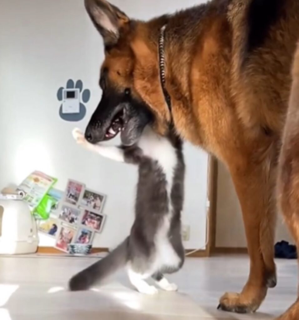 猫パンチ！（＠second.peace.0707さんより提供）