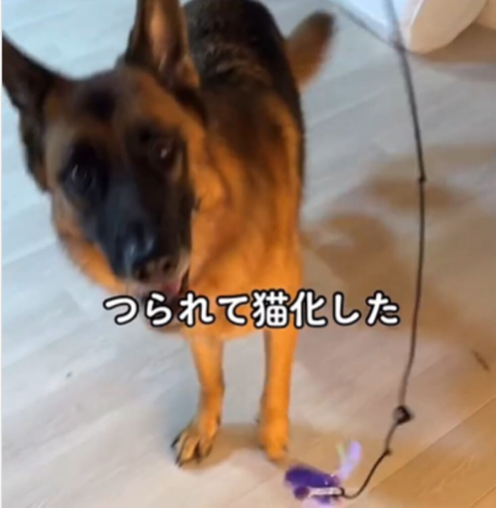 猫化したファジーくん（＠second.peace.0707さんより提供）