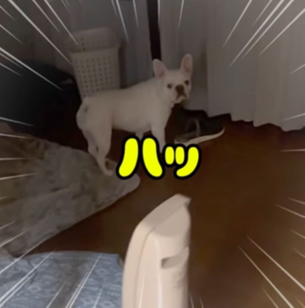 ハッとするコロちゃん（＠corochan2021さんより提供）