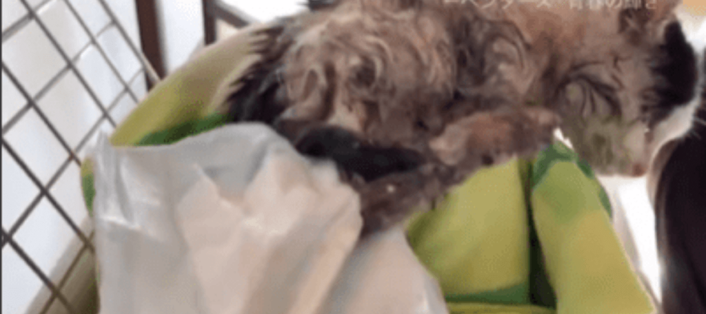 保護当時の様子（@inu_neko_yamaboushinokiさんより提供）