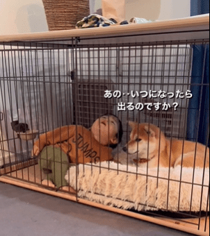 やれやれの表情のおいもちゃん（@oimo.shibainuさんより提供）