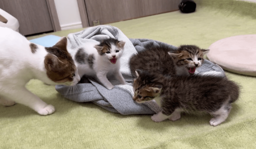 母猫がやってくると…（@matsutake_catさんより提供）