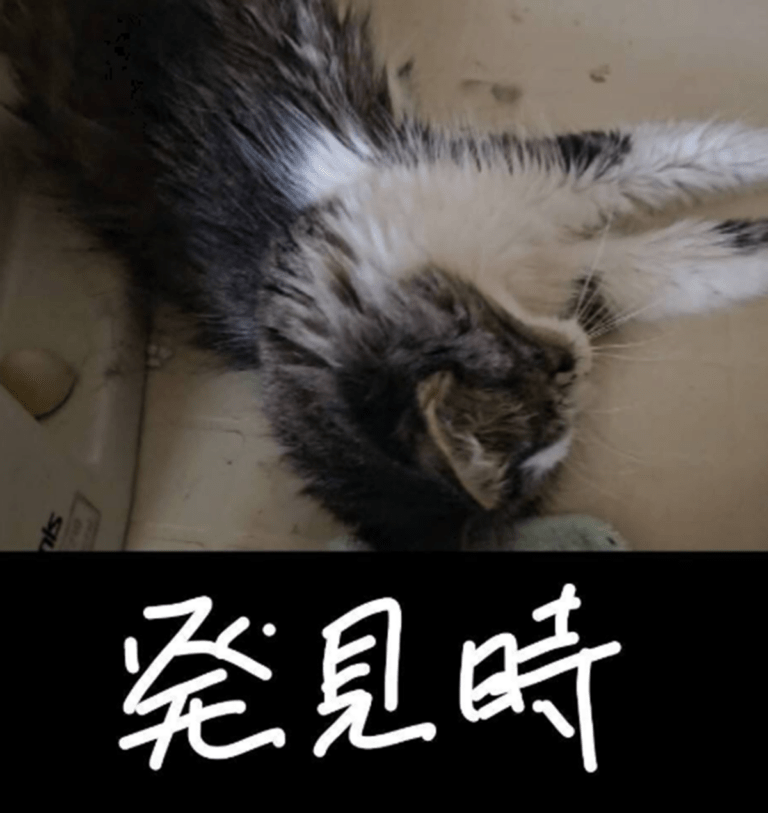 真夏の暑い部屋に1ヶ月以上放置された猫　4ヶ月後の姿に「助けて下さった方に感謝」「幸せになって欲しい」