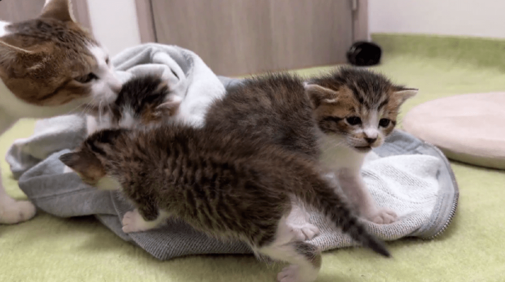 子猫たちをやさしくなめる母猫（@matsutake_catさんより提供）