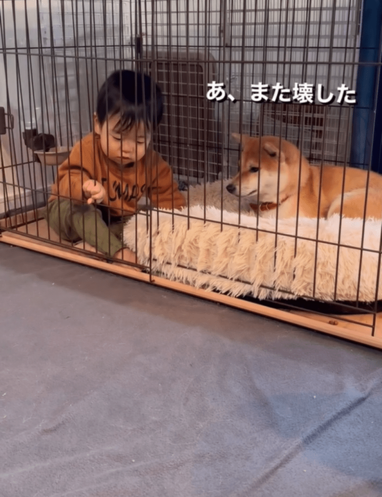 入口を開ける息子さん（@oimo.shibainuさんより提供）