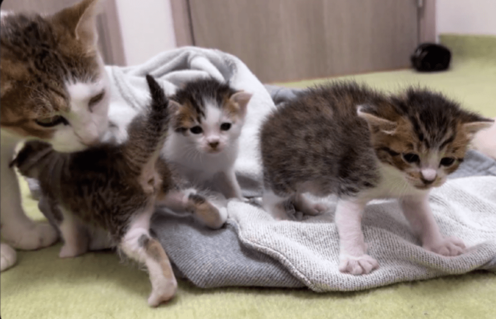 母猫とともにスクスク成長（@matsutake_catさんより提供）