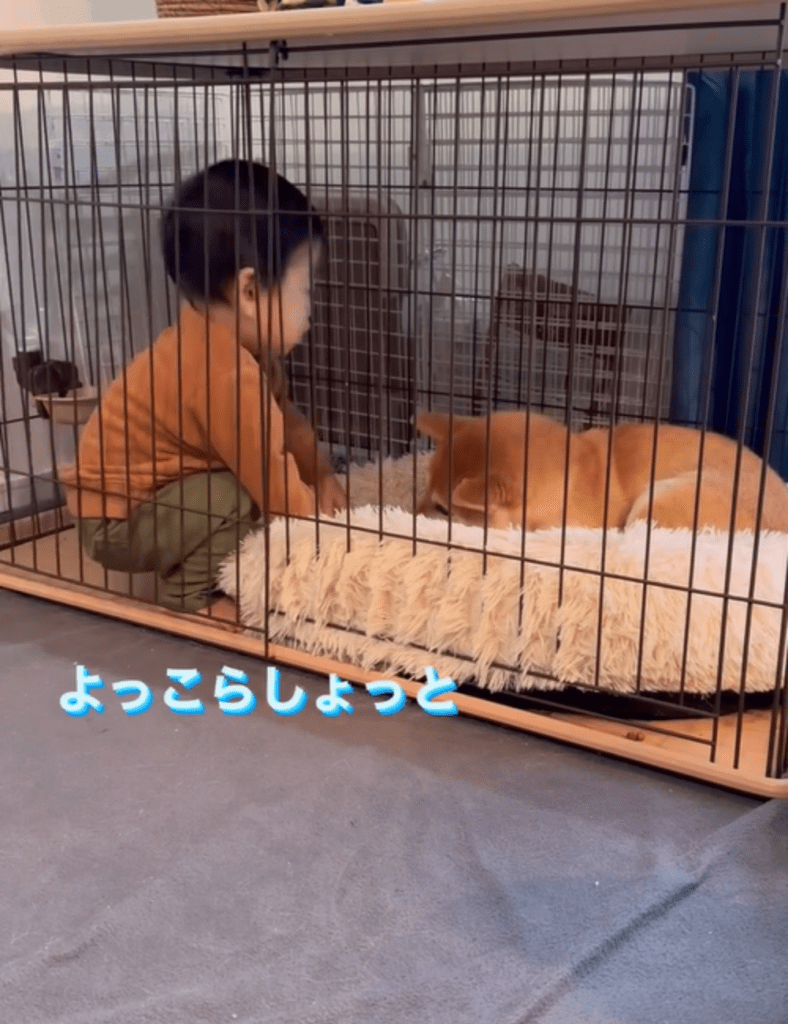 ケージの中で立ち上がる息子さん（@oimo.shibainuさんより提供）