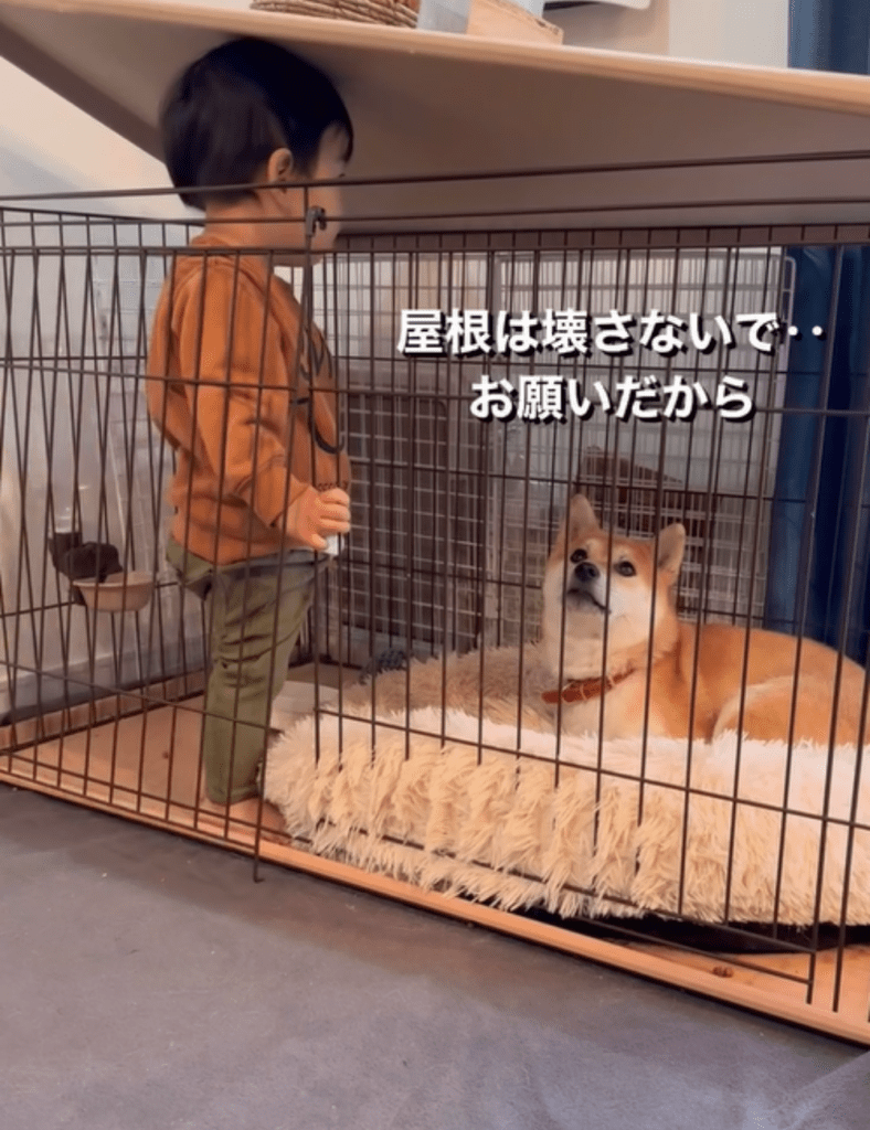 屋根を持ち上げる息子さん（@oimo.shibainuさんより提供）