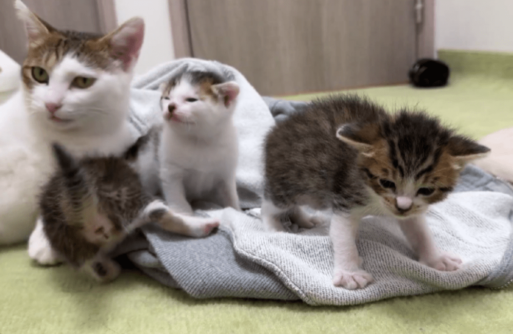 子猫たちに寄り添う母猫（@matsutake_catさんより提供）