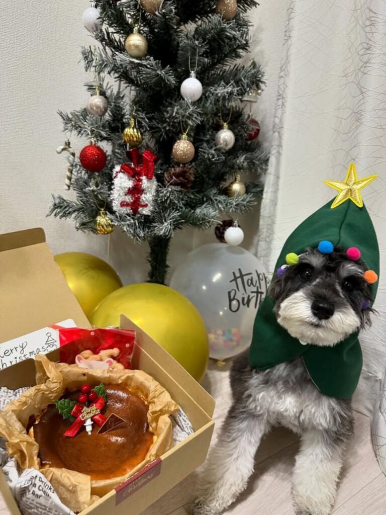 可愛らしい被り物（＠schnauzer_anelaさんより提供）