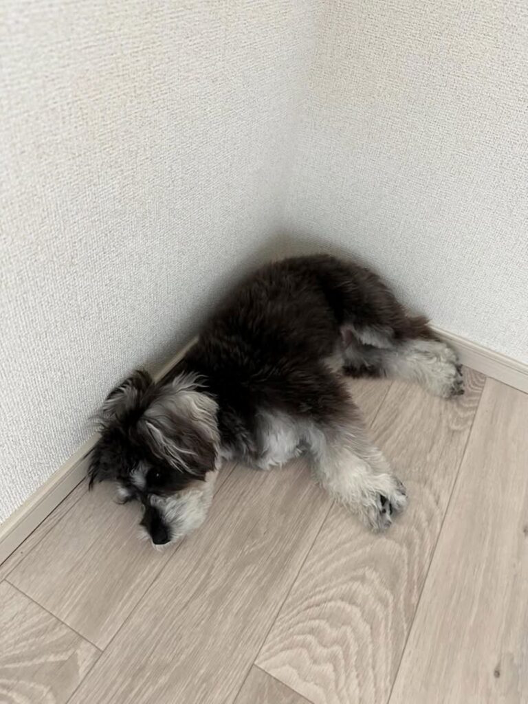 眠る様子（＠schnauzer_anelaさんより提供）