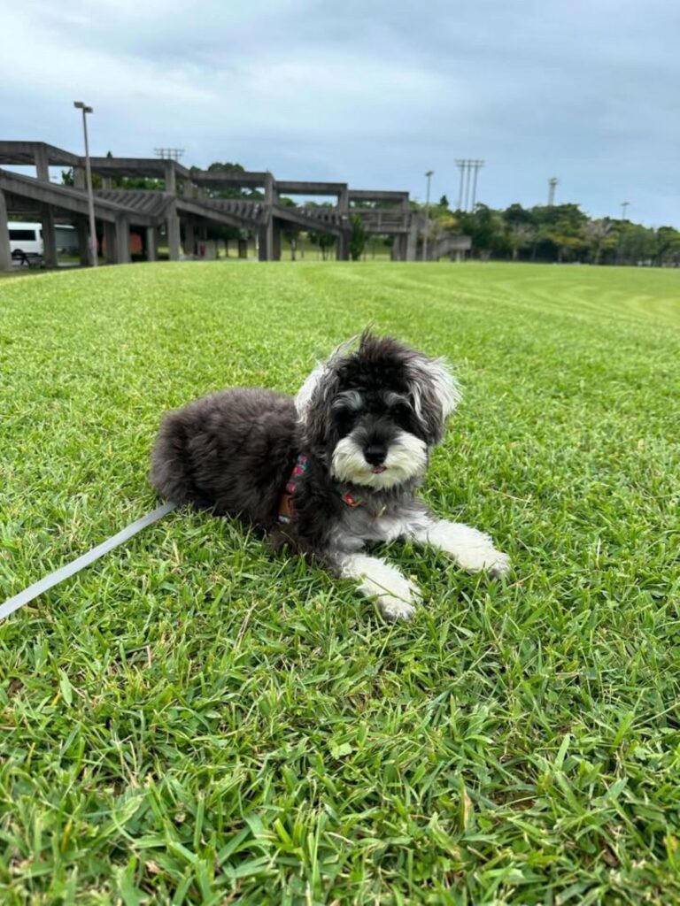 芝生の上で（＠schnauzer_anelaさんより提供）