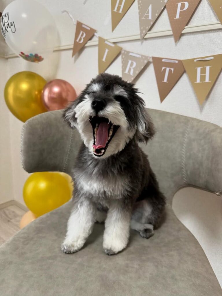 嬉しそうな表情（＠schnauzer_anelaさんより提供）