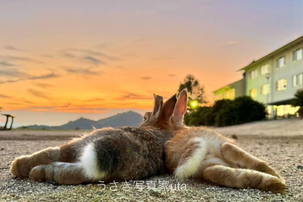 大久野島のうさぎに敬意を（＠utajimaさんより提供）
