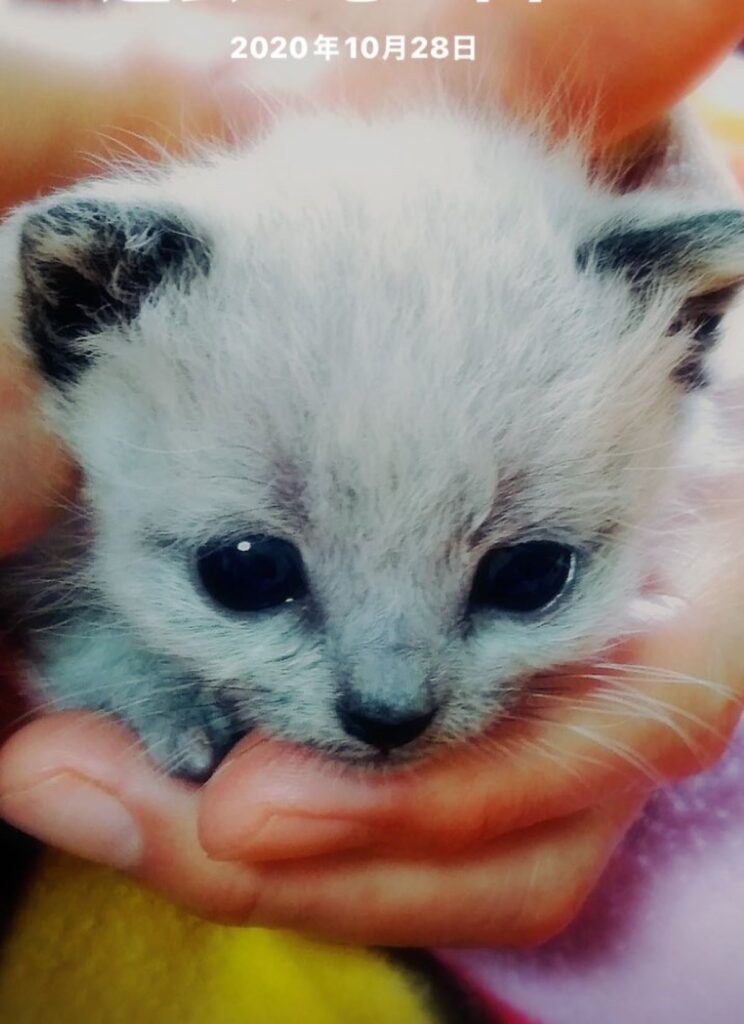 【実際の写真6枚】4年後の様子