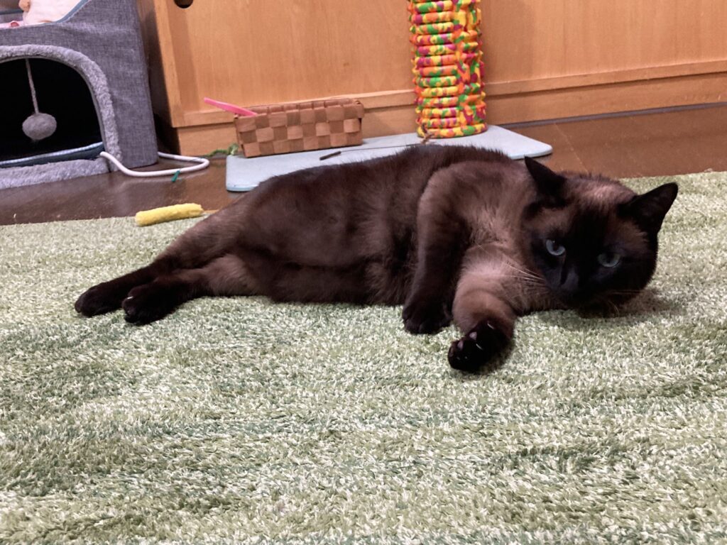 大きくなると…（@poruka195さんより提供）